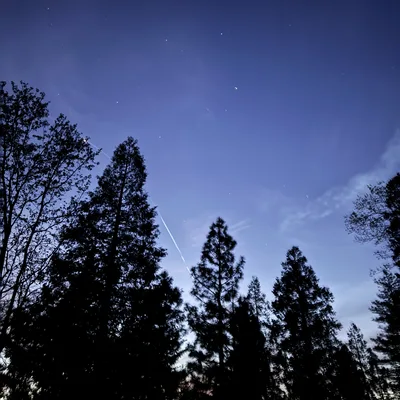 A low-angle shot captures the dark silhouettes of tall pine and deciduous trees against a deep blue twilight sky. Stars are visible in the night sky, along with a faint white condensation trail from an airplane and a warm orange glow from the setting sun along the horizon.