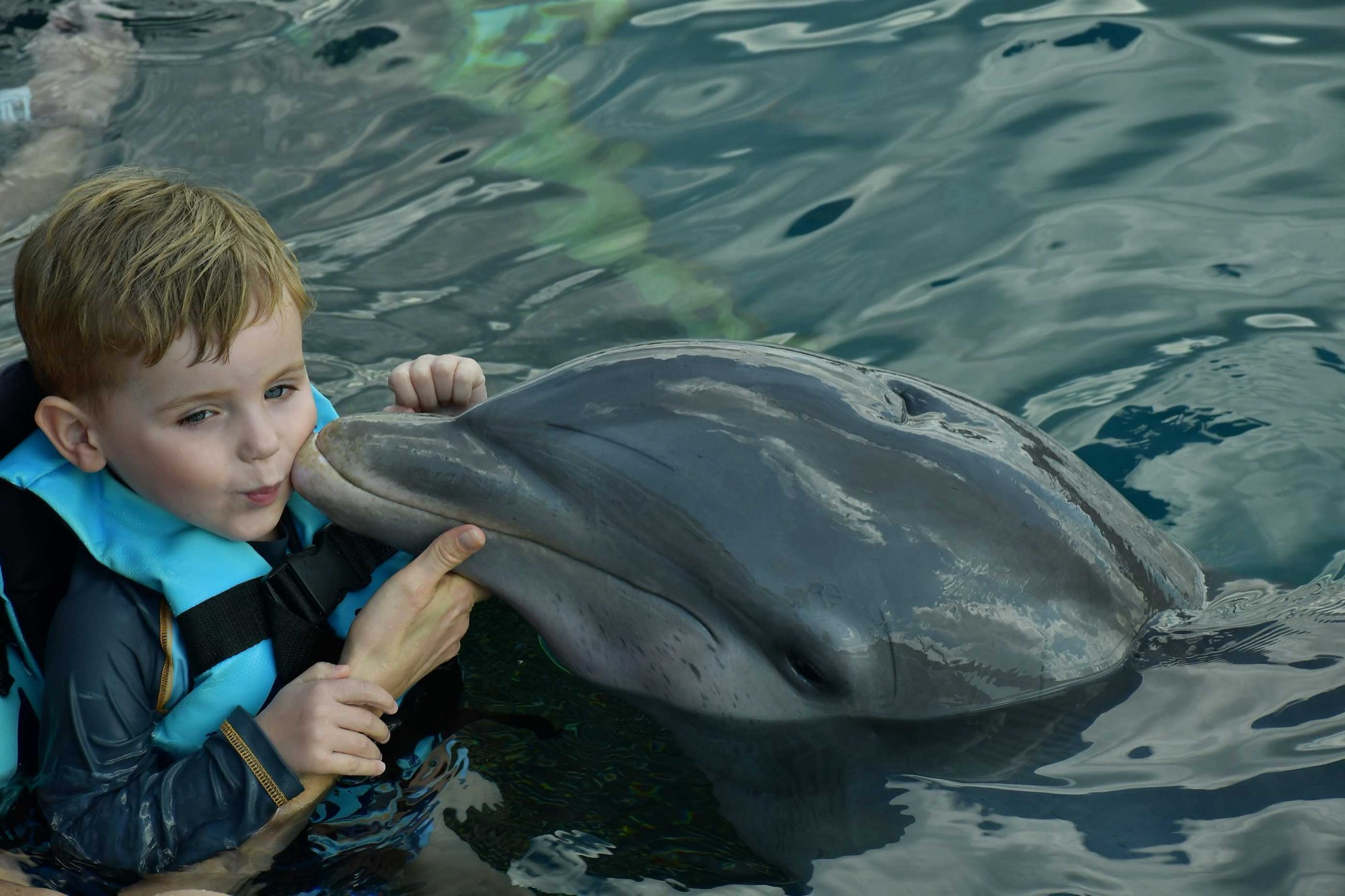 A young boy wearing a blue life vest is in the water, receiving a kiss on the cheek from a dolphin. An adult's hands are visible, gently holding the dolphin's snout during the interaction.