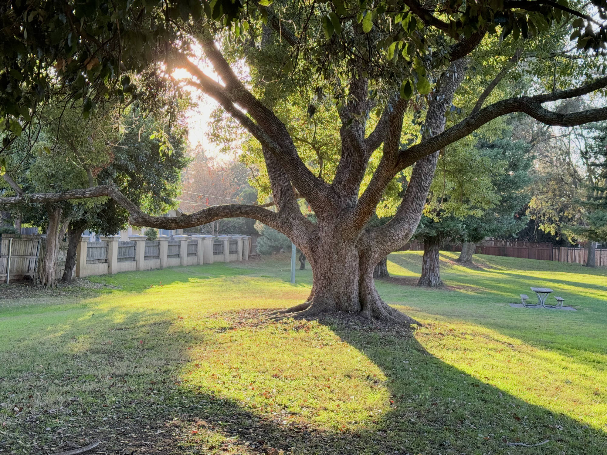 A large, mature tree with spreading branches stands in a grassy park, casting a long shadow in the warm sunlight. In the background, a wooden fence, other trees, and a picnic table are visible under the soft light of a low sun.