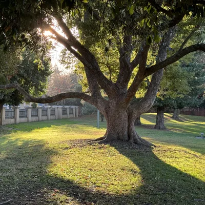 A large, mature tree with spreading branches stands in a grassy park, casting a long shadow in the warm sunlight. In the background, a wooden fence, other trees, and a picnic table are visible under the soft light of a low sun.