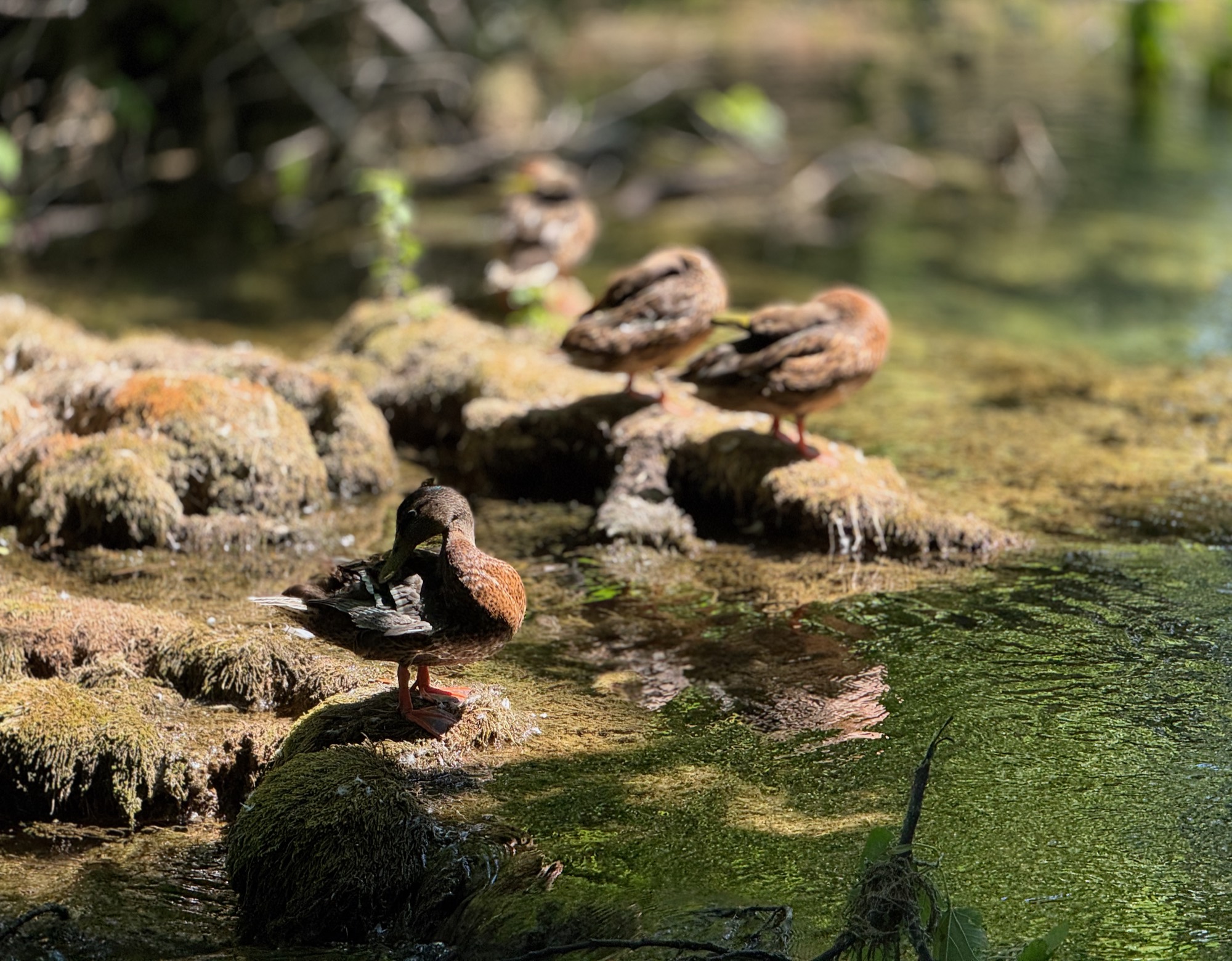 Several ducks are perched on mossy rocks along the edge of a shallow, clear stream. In the foreground, one duck stands in sharp focus preening its feathers, while others rest in the soft-focus background.