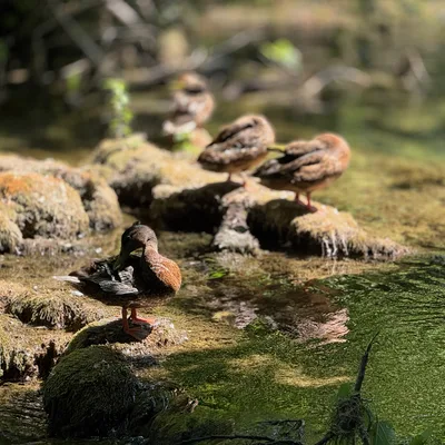 Several ducks are perched on mossy rocks along the edge of a shallow, clear stream. In the foreground, one duck stands in sharp focus preening its feathers, while others rest in the soft-focus background.