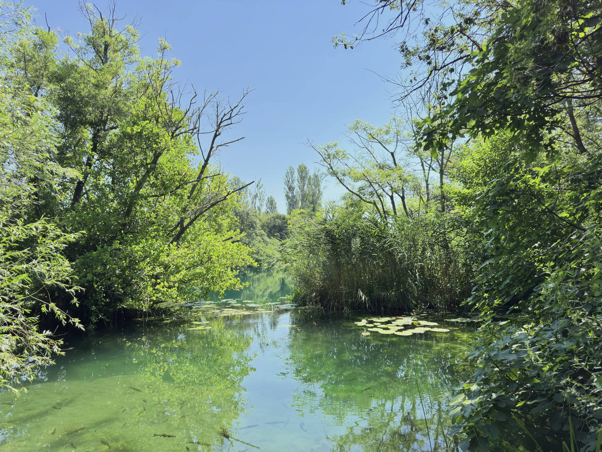 A scenic view of a calm, clear green river or pond with visible fish swimming near the surface, surrounded by lush green trees, reeds, and water lilies under a clear blue sky.