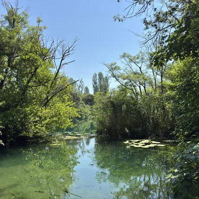 A scenic view of a calm, clear green river or pond with visible fish swimming near the surface, surrounded by lush green trees, reeds, and water lilies under a clear blue sky.