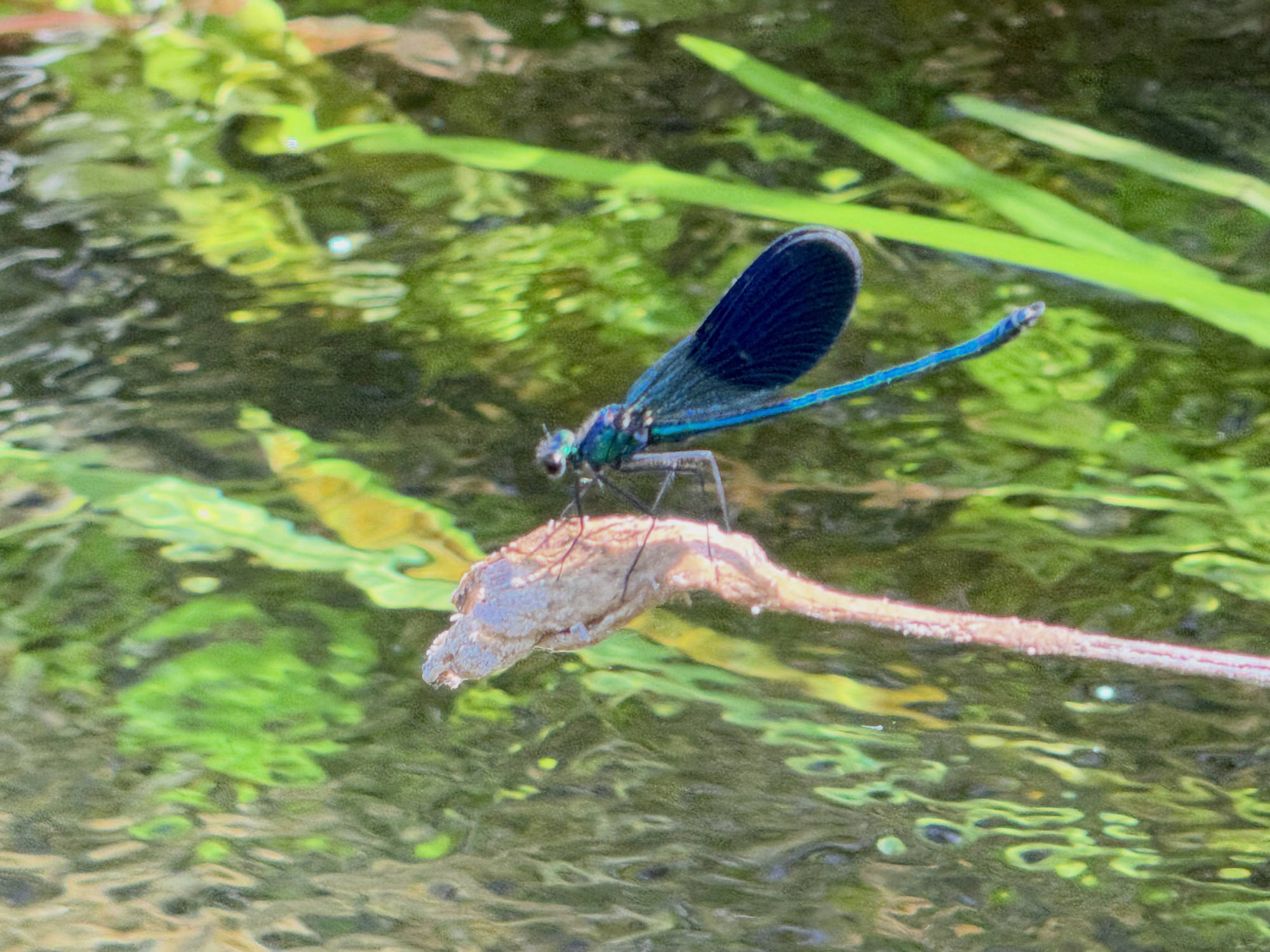 A close-up shot captures a vibrant blue damselfly perched on a dry twig. The insect is positioned over a shallow body of water with green aquatic plants visible beneath the surface.