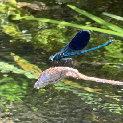 A close-up shot captures a vibrant blue damselfly perched on a dry twig. The insect is positioned over a shallow body of water with green aquatic plants visible beneath the surface.
