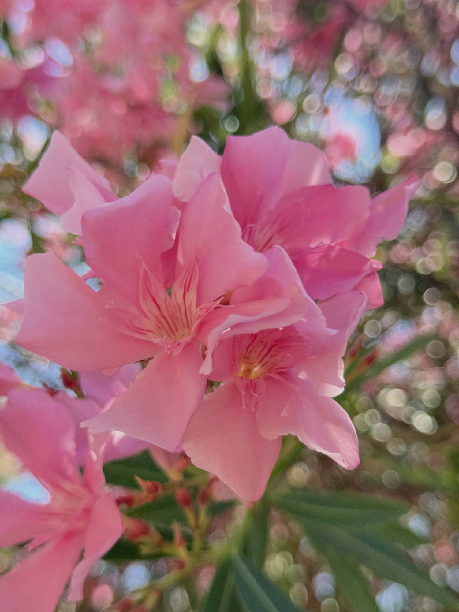 A close-up shot captures a cluster of blooming pink oleander flowers outdoors in the sunlight. The background features green leaves and more pink blossoms blurred into a soft bokeh effect.