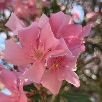 A close-up shot captures a cluster of blooming pink oleander flowers outdoors in the sunlight. The background features green leaves and more pink blossoms blurred into a soft bokeh effect.