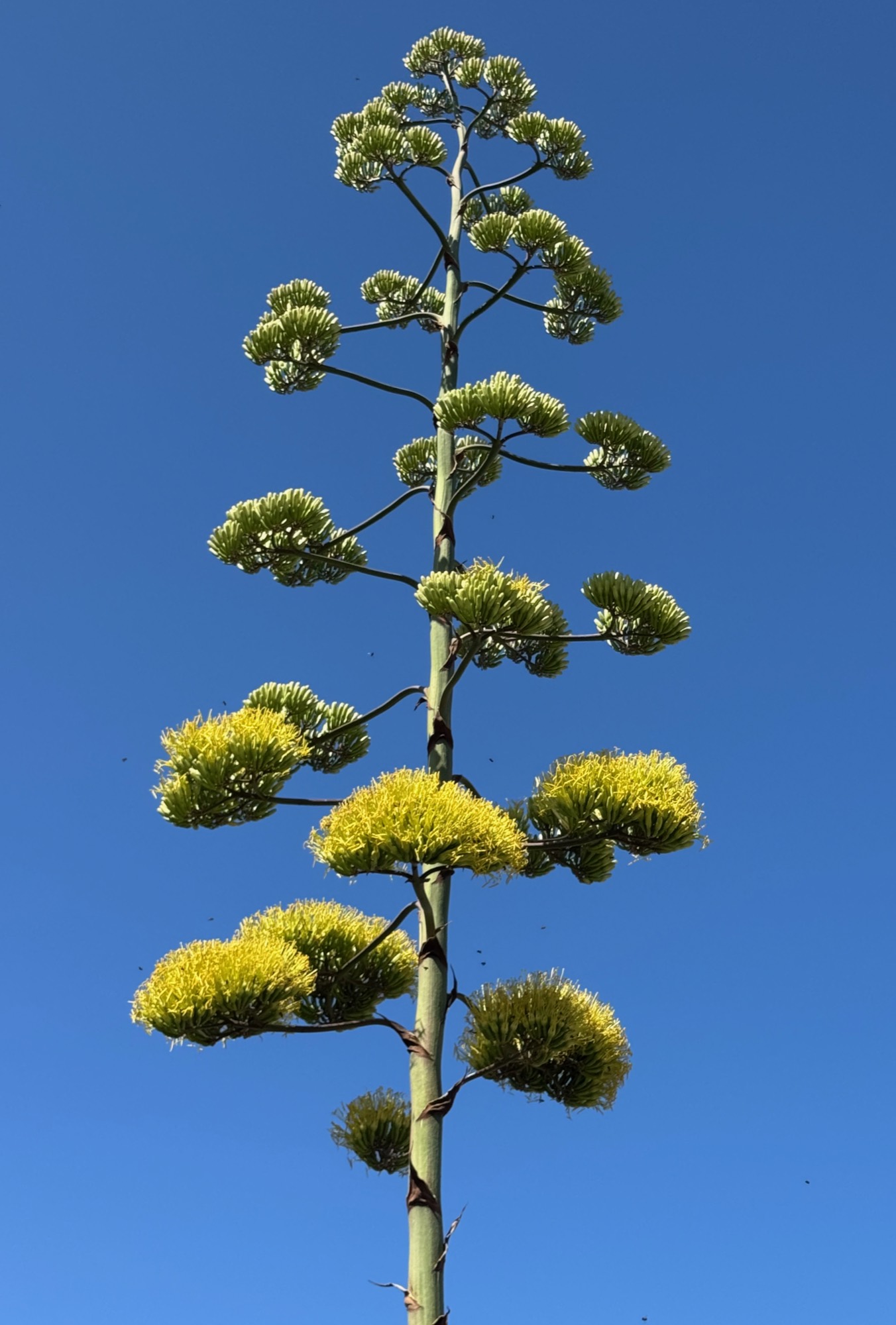 A tall, blooming agave flower stalk with yellow and green blossoms rises vertically against a clear, bright blue sky. Small insects are visible flying around the lower yellow flower clusters.