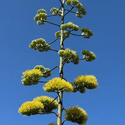 A tall, blooming agave flower stalk with yellow and green blossoms rises vertically against a clear, bright blue sky. Small insects are visible flying around the lower yellow flower clusters.