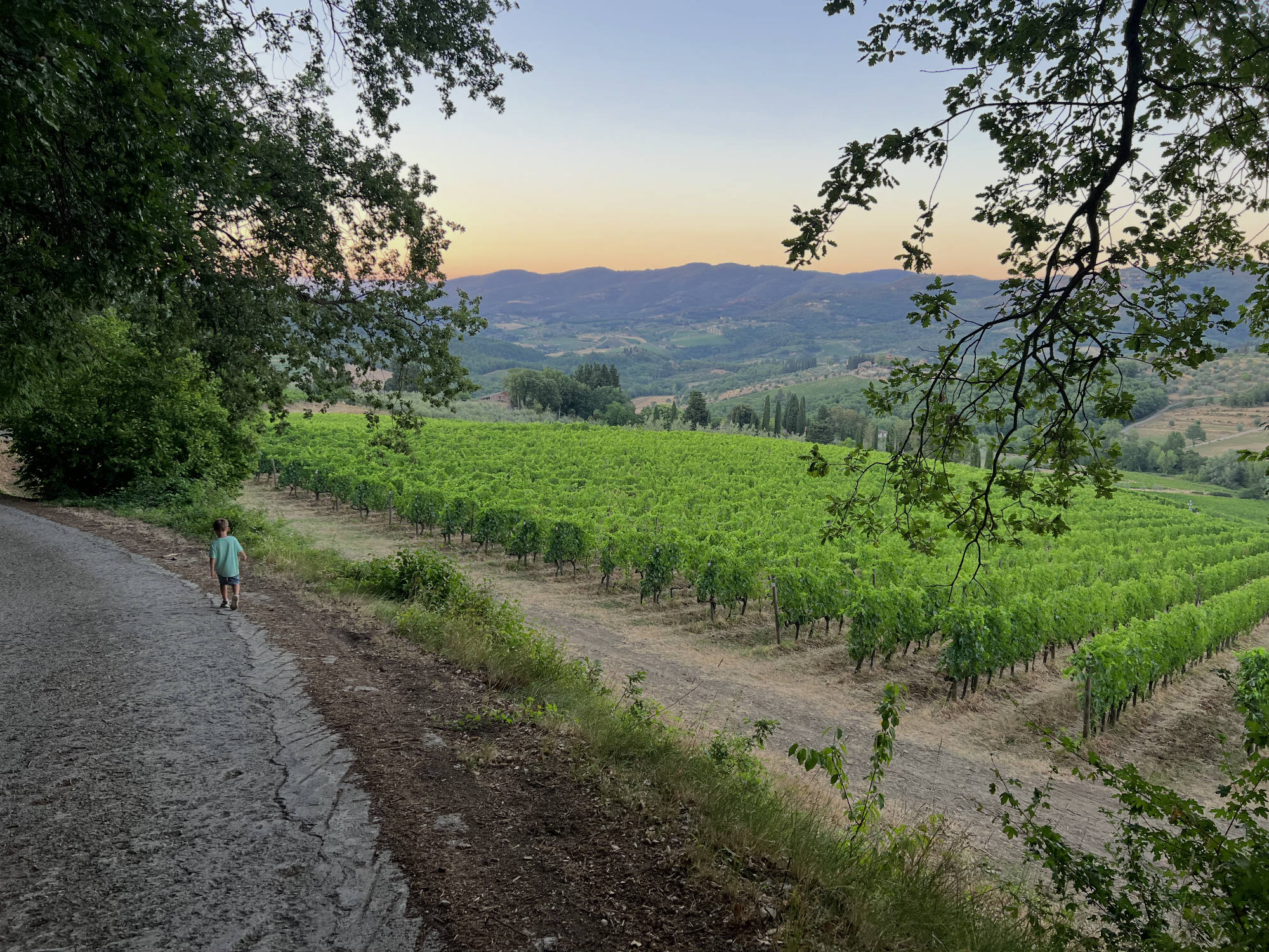 A young child walks down a paved path bordering a lush green vineyard in a hilly countryside setting. In the background, rolling hills stretch toward a soft sunset sky, framed by overhanging tree branches in the foreground.