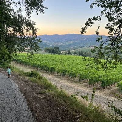 A young child walks down a paved path bordering a lush green vineyard in a hilly countryside setting. In the background, rolling hills stretch toward a soft sunset sky, framed by overhanging tree branches in the foreground.