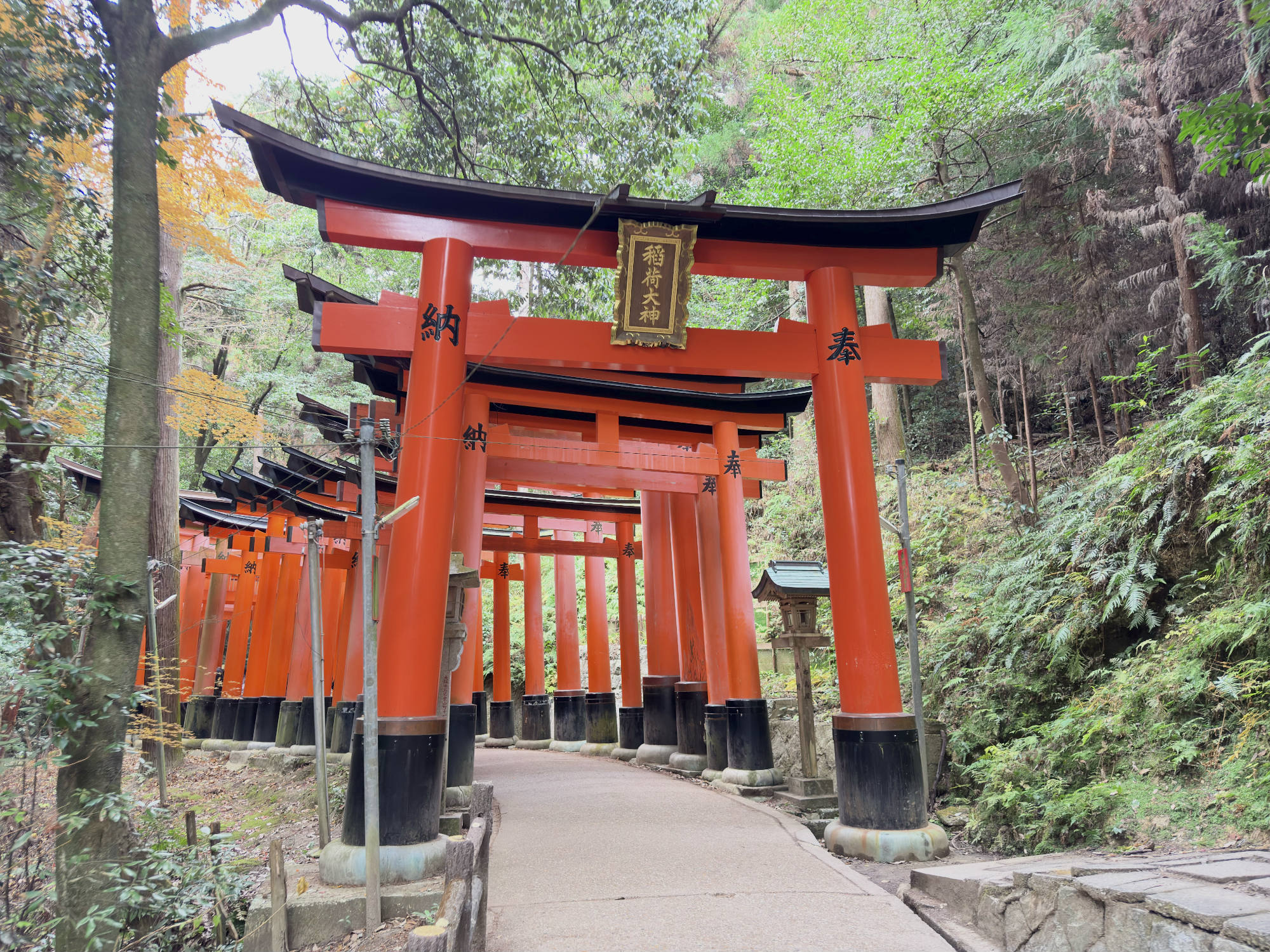 A paved pathway winds through a dense forest, lined by a long, continuous row of vibrant orange torii gates with black bases. The traditional Japanese gates feature black inscriptions on their pillars and a central plaque on the foremost gate, creating a scenic tunnel-like passage.