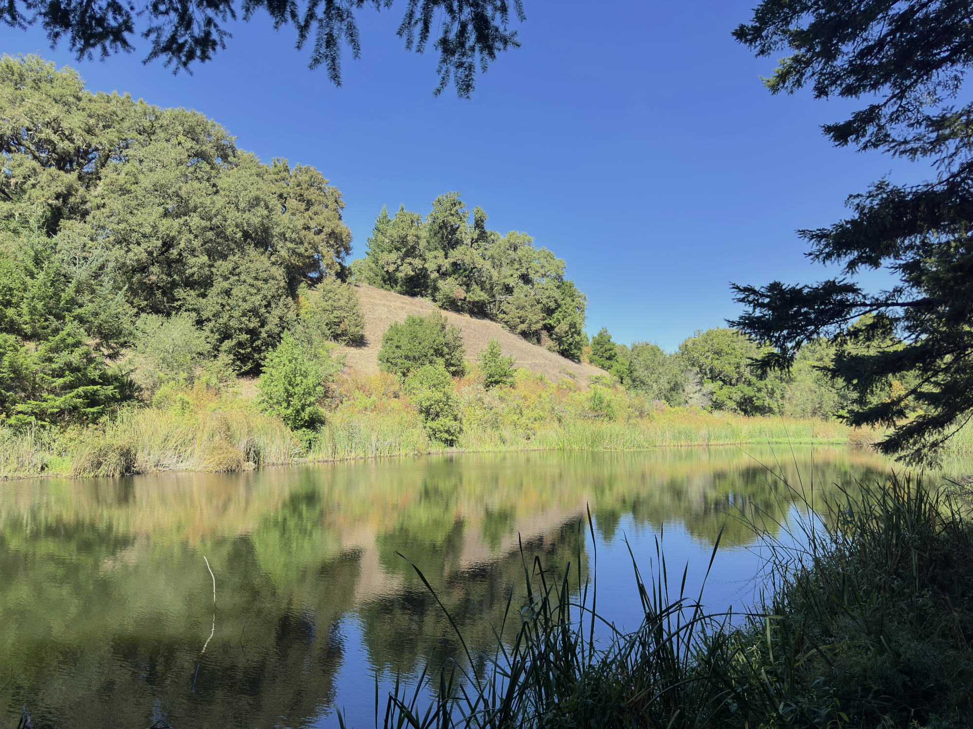 A scenic view of a calm pond reflecting a grassy hillside and dense green trees under a clear blue sky. The landscape is framed by pine branches in the foreground, with reeds growing along the water's edge.