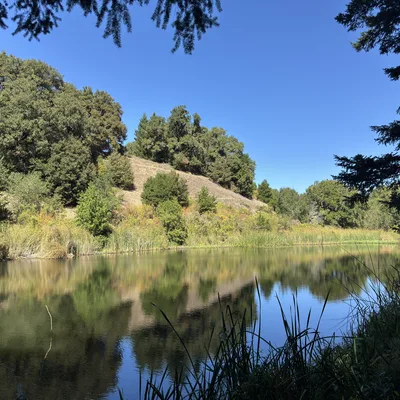 A scenic view of a calm pond reflecting a grassy hillside and dense green trees under a clear blue sky. The landscape is framed by pine branches in the foreground, with reeds growing along the water's edge.