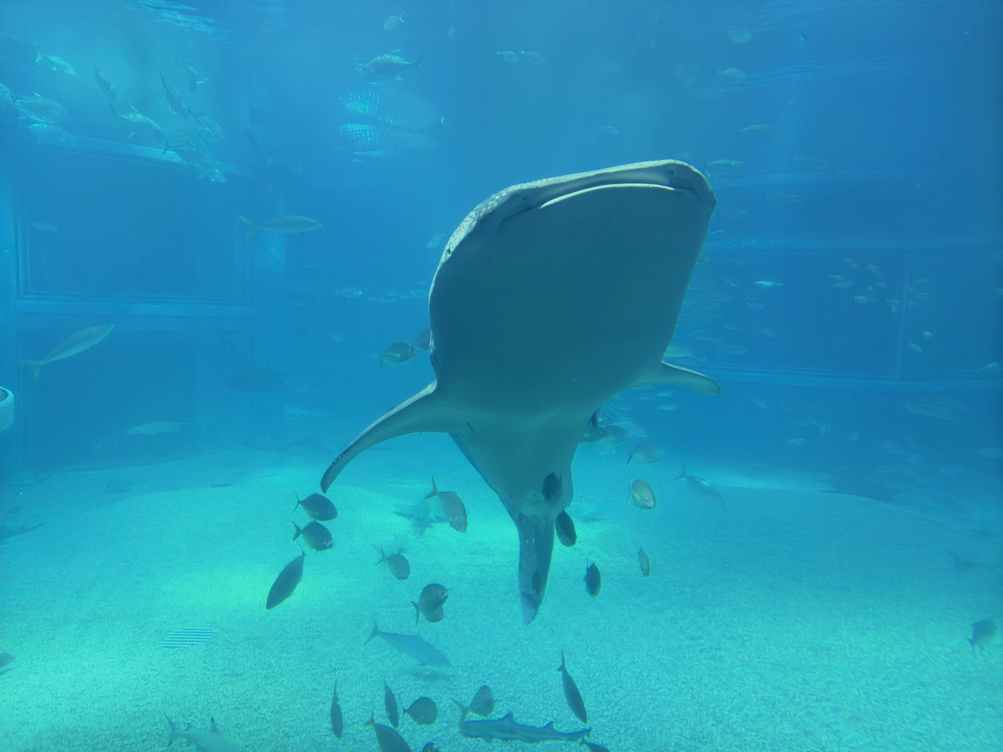 A large whale shark swims forward in a massive aquarium tank, surrounded by numerous smaller fish. The scene is captured from a low angle, showing the sandy bottom of the tank and the blue water of the aquatic exhibit.