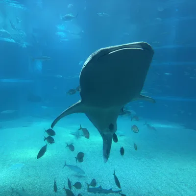 A large whale shark swims forward in a massive aquarium tank, surrounded by numerous smaller fish. The scene is captured from a low angle, showing the sandy bottom of the tank and the blue water of the aquatic exhibit.