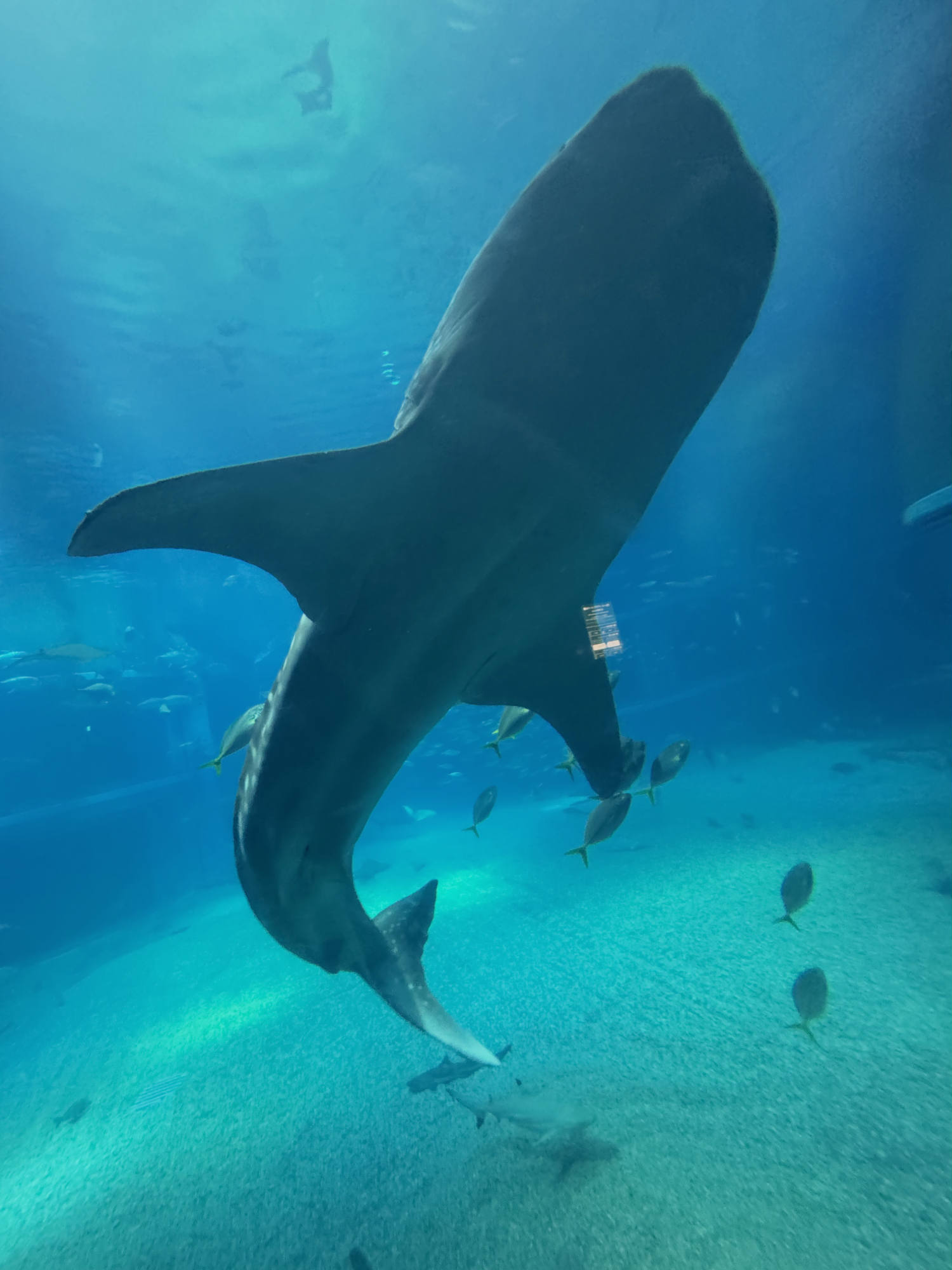 A large whale shark swims downward in a large aquarium tank, viewed from below against the bright blue water. Several smaller fish swim around the shark and near the sandy bottom of the enclosure.