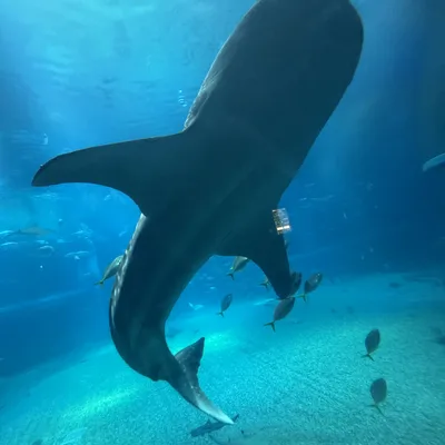 A large whale shark swims downward in a large aquarium tank, viewed from below against the bright blue water. Several smaller fish swim around the shark and near the sandy bottom of the enclosure.