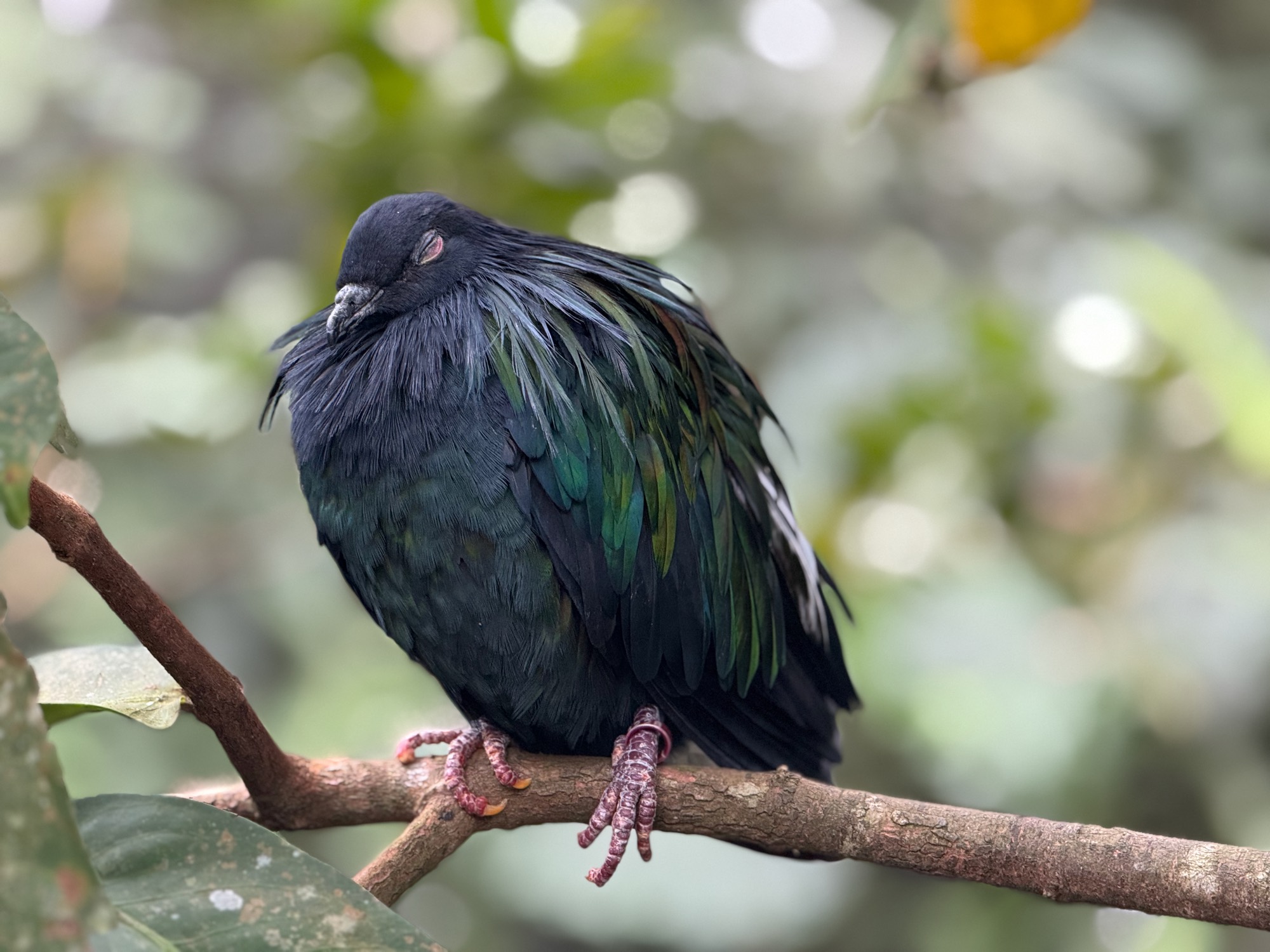 A Nicobar pigeon with iridescent green and blue feathers perches on a tree branch with its eyes closed. The bird is positioned in the center of the frame against a soft, blurred background of green foliage.