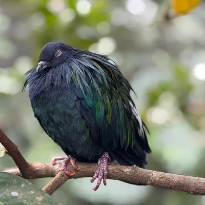 A Nicobar pigeon with iridescent green and blue feathers perches on a tree branch with its eyes closed. The bird is positioned in the center of the frame against a soft, blurred background of green foliage.