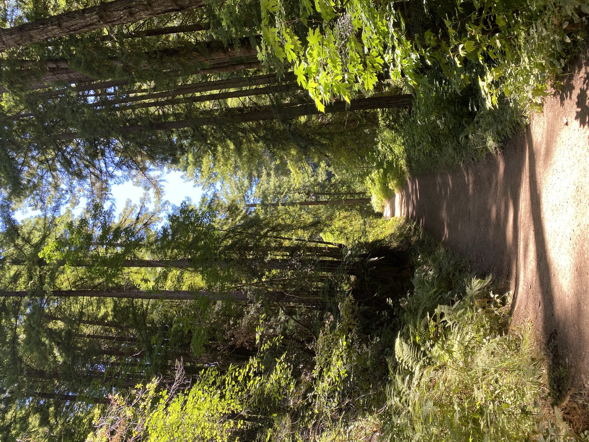A dirt hiking trail winds through a dense forest of tall redwood trees, ferns, and green foliage under a clear blue sky. Sunlight filters through the canopy, casting shadows and bright patches along the path.