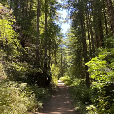 A dirt hiking trail winds through a dense forest of tall redwood trees, ferns, and green foliage under a clear blue sky. Sunlight filters through the canopy, casting shadows and bright patches along the path.