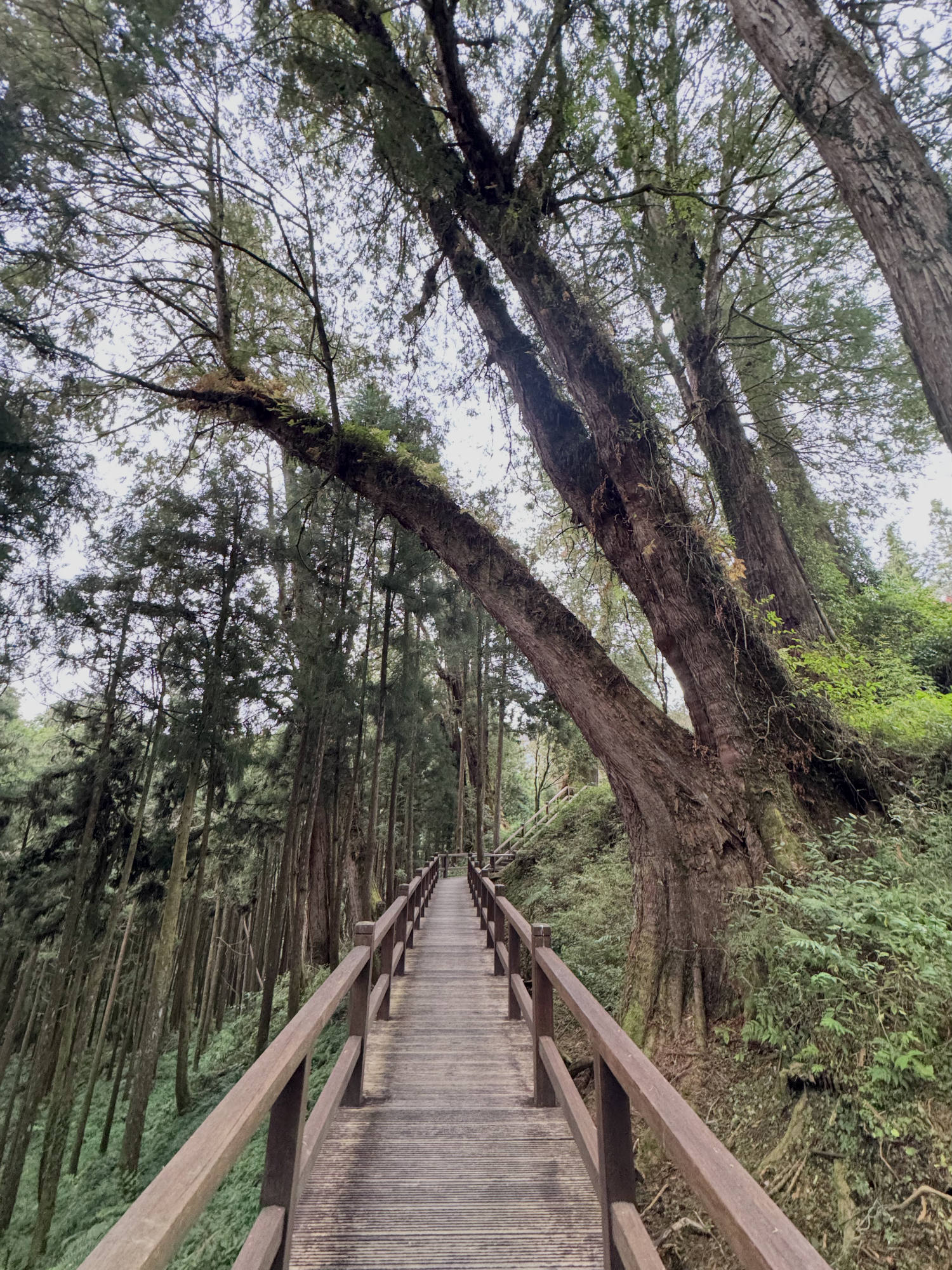 A wooden boardwalk with handrails winds through a dense forest of tall evergreen trees. Large, moss-covered tree trunks lean over the path, which is surrounded by lush green undergrowth.