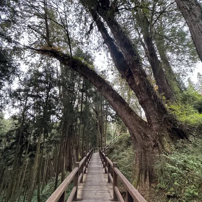 A wooden boardwalk with handrails winds through a dense forest of tall evergreen trees. Large, moss-covered tree trunks lean over the path, which is surrounded by lush green undergrowth.