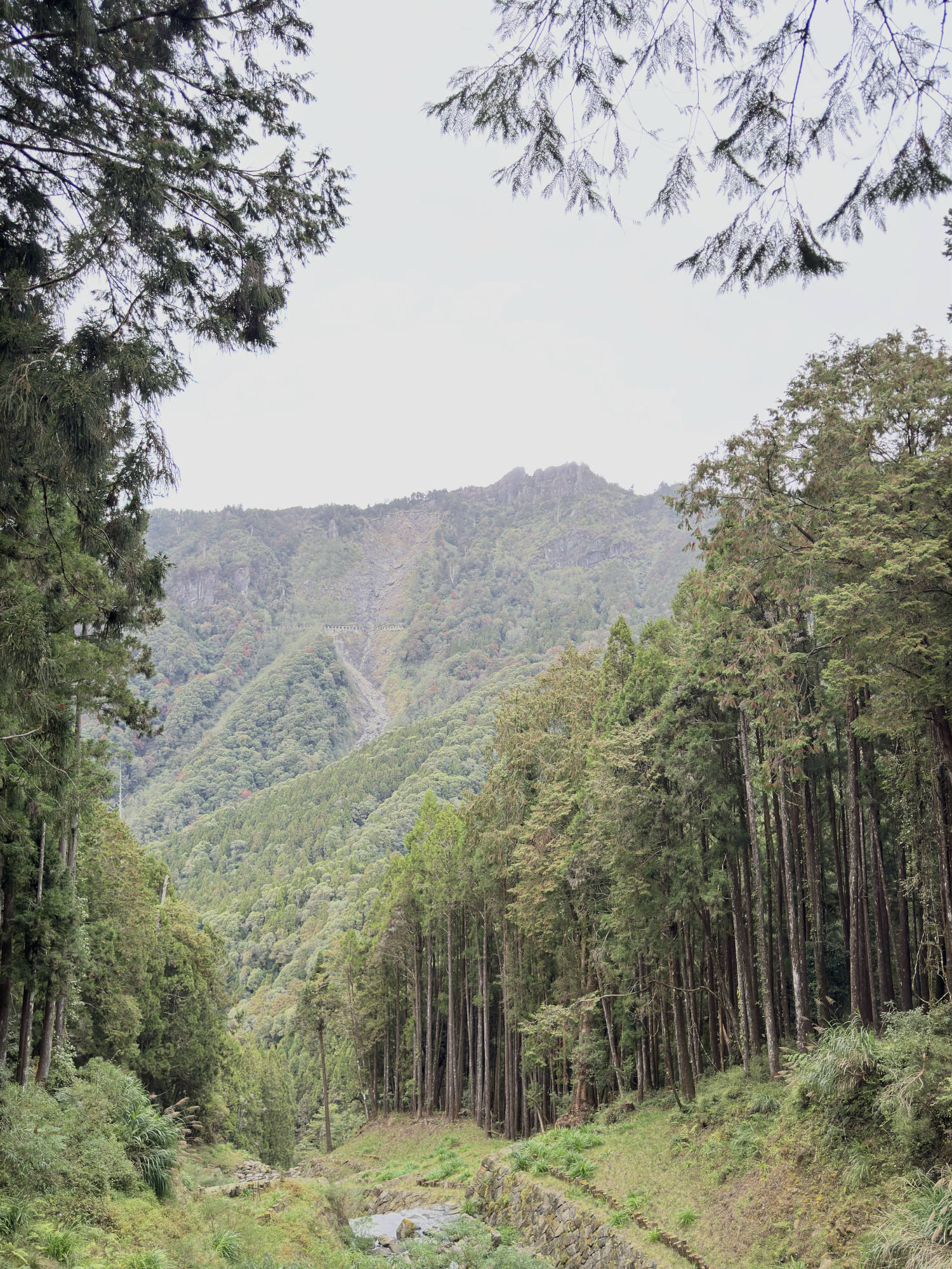 A scenic view of a lush, forested valley framed by tall evergreen trees, with a small stream flowing in the foreground. In the background, a steep, green mountain rises under an overcast sky, showing a visible landslide scar on its slope.
