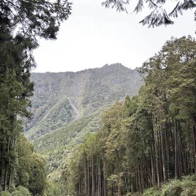 A scenic view of a lush, forested valley framed by tall evergreen trees, with a small stream flowing in the foreground. In the background, a steep, green mountain rises under an overcast sky, showing a visible landslide scar on its slope.