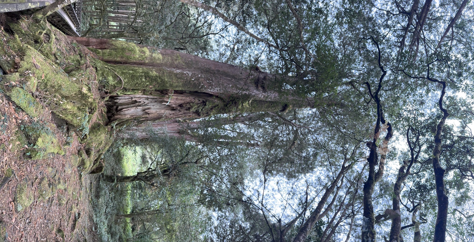 A low-angle, vertical shot captures a massive, moss-covered ancient tree with a hollowed trunk standing in a dense forest. A wooden boardwalk is visible on the lower left, and the forest canopy stretches overhead against a pale sky.