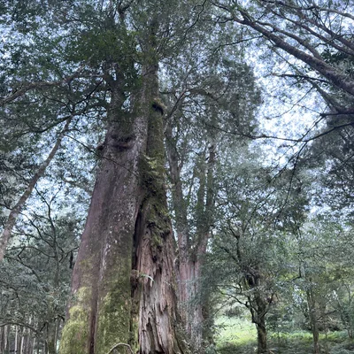 A low-angle, vertical shot captures a massive, moss-covered ancient tree with a hollowed trunk standing in a dense forest. A wooden boardwalk is visible on the lower left, and the forest canopy stretches overhead against a pale sky.