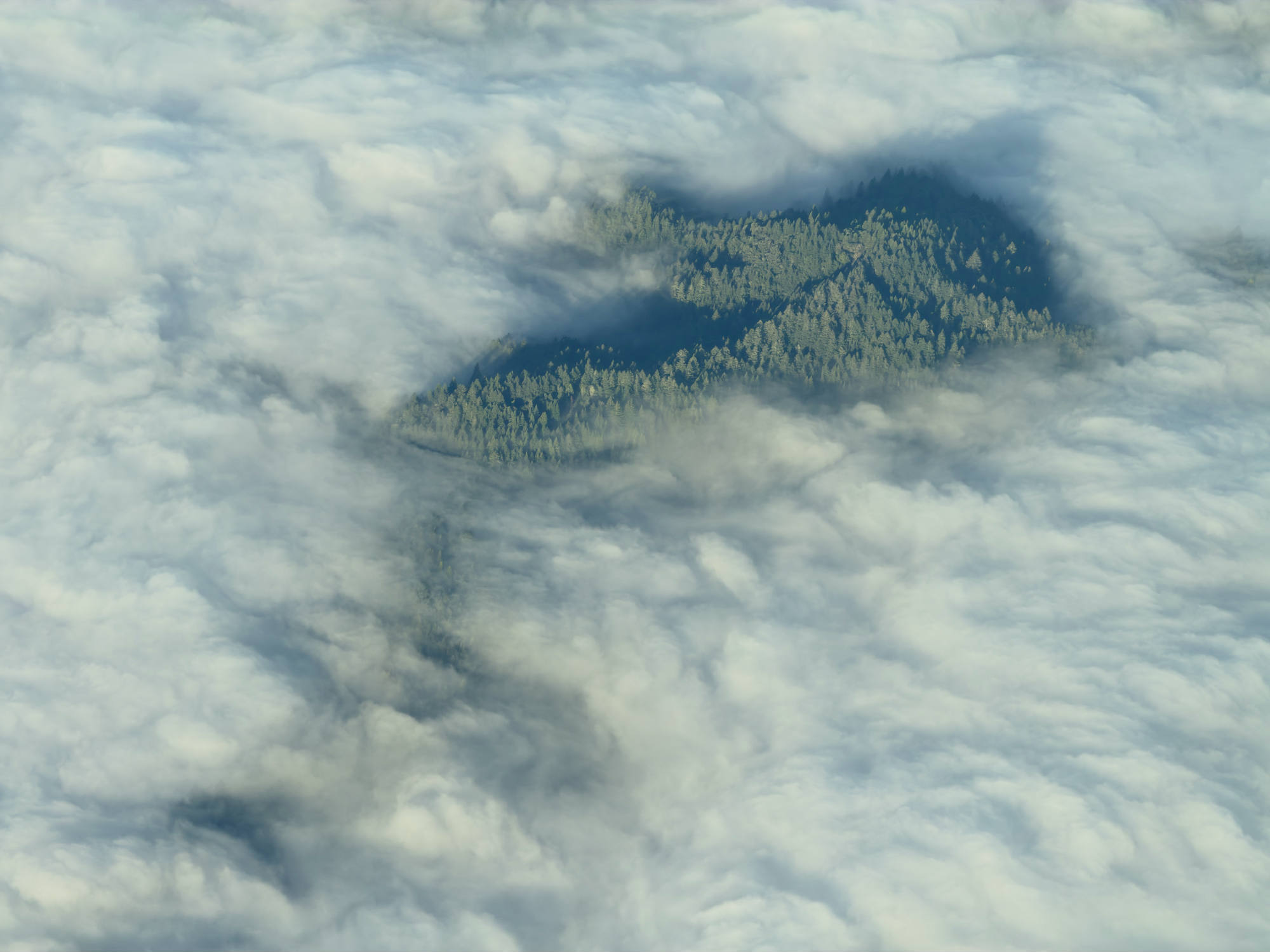 An aerial view captures a dense, green forest on a mountain peak emerging through a thick, white blanket of clouds.