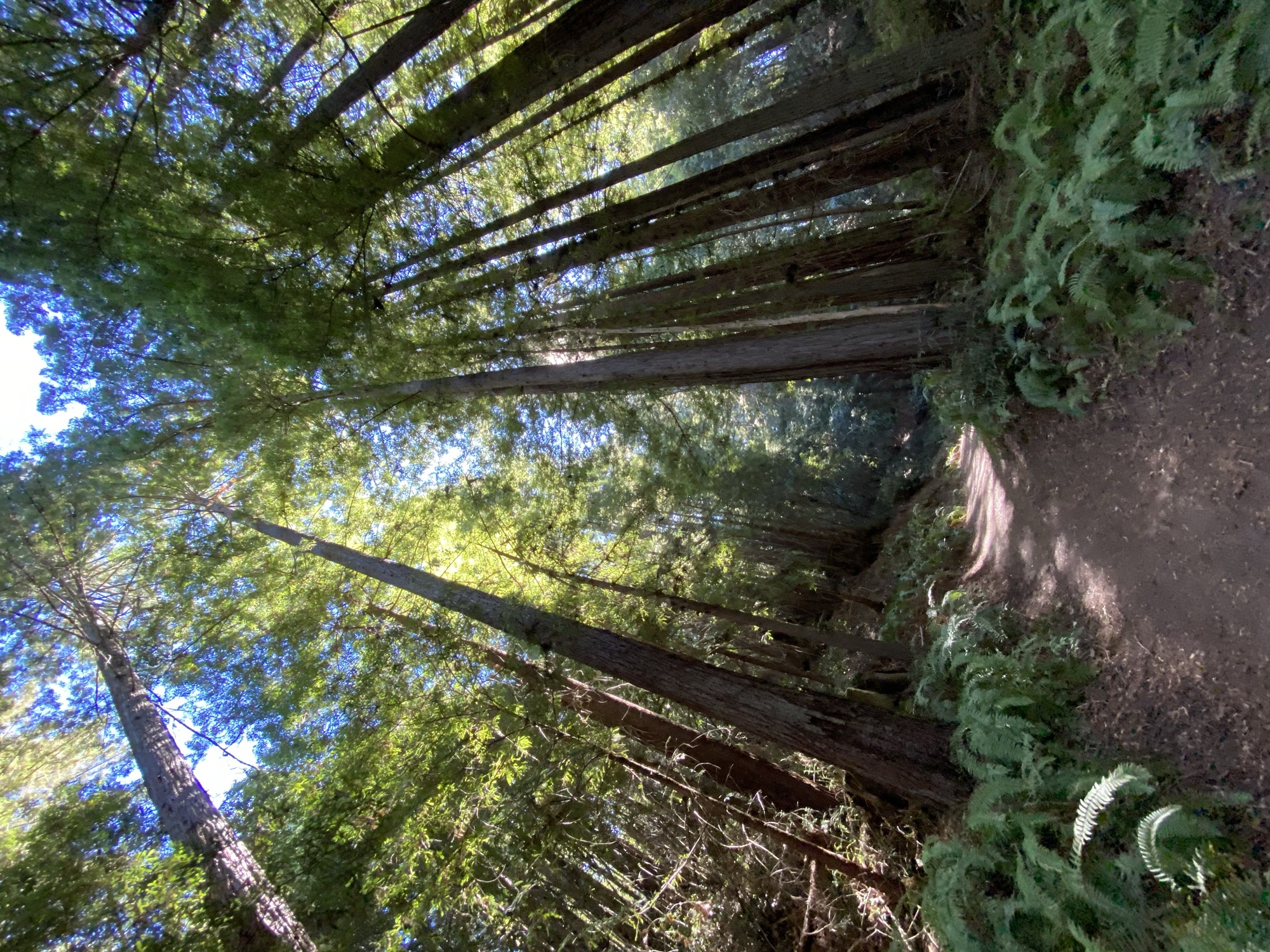 A dirt hiking path winds through a dense redwood forest, lined with green ferns on either side. The camera looks upward from a low angle, capturing the towering tree trunks stretching toward the sunlit canopy and blue sky above.