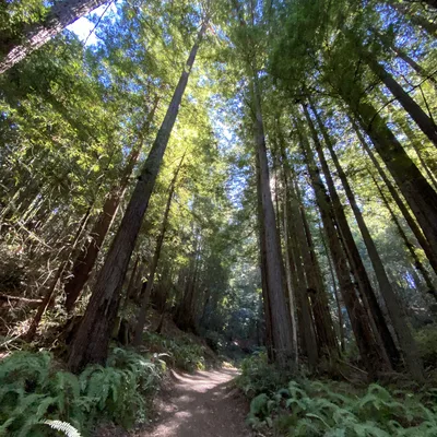 A dirt hiking path winds through a dense redwood forest, lined with green ferns on either side. The camera looks upward from a low angle, capturing the towering tree trunks stretching toward the sunlit canopy and blue sky above.