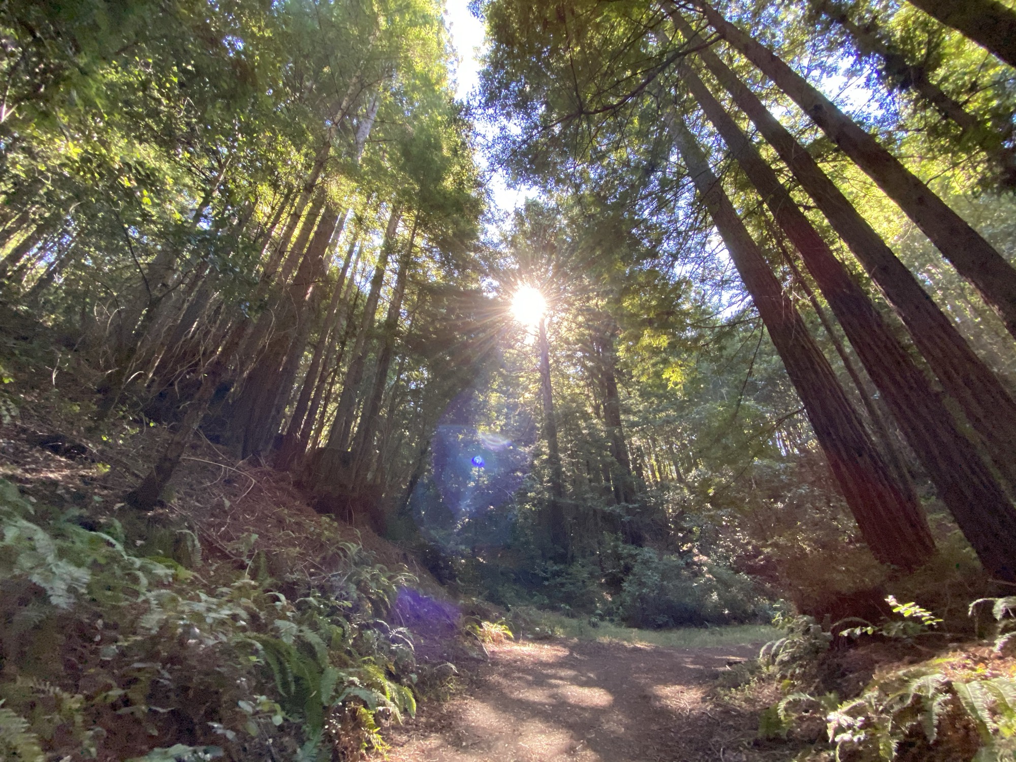 This low-angle shot captures a dirt path winding through a dense redwood forest, with ferns lining the forest floor. Bright sunlight filters through the tall canopy, creating a prominent lens flare in the center of the frame.