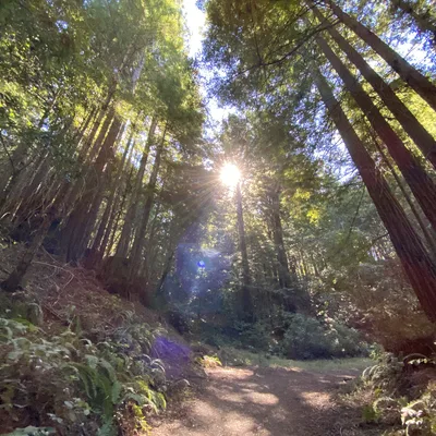 This low-angle shot captures a dirt path winding through a dense redwood forest, with ferns lining the forest floor. Bright sunlight filters through the tall canopy, creating a prominent lens flare in the center of the frame.