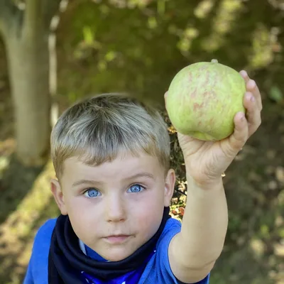 A young boy with blue eyes holds up a green apple toward the camera in an outdoor, wooded setting.