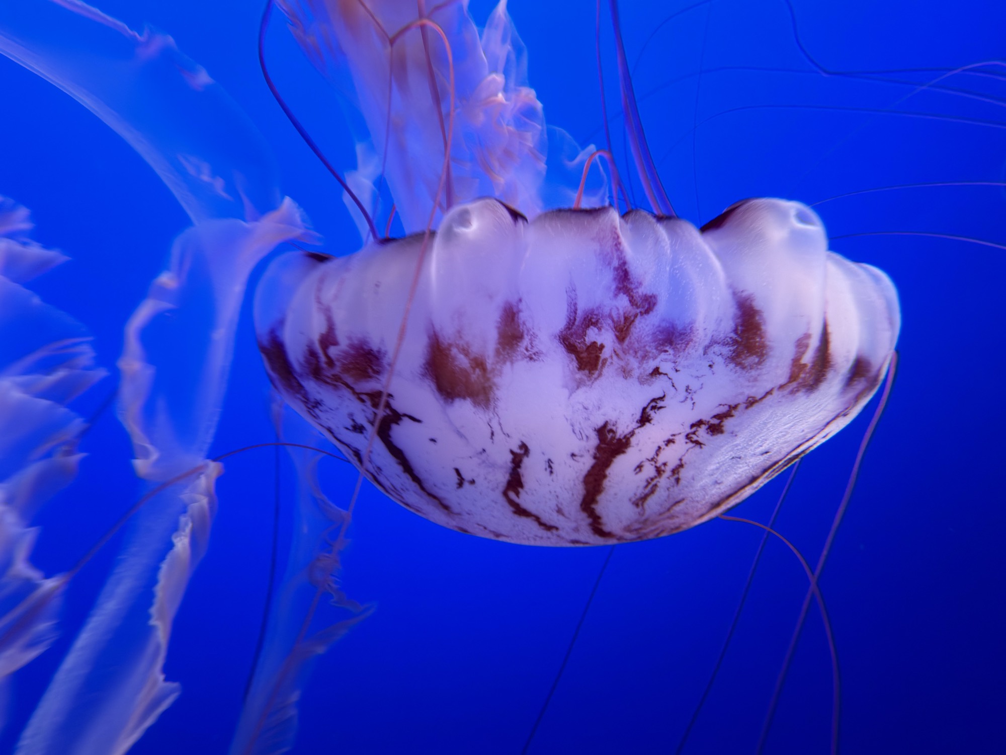 A close-up shot captures a purple-striped jellyfish floating in an aquarium tank against a solid blue background. Its translucent bell, patterned with reddish-brown stripes, is prominently displayed alongside its trailing tentacles.