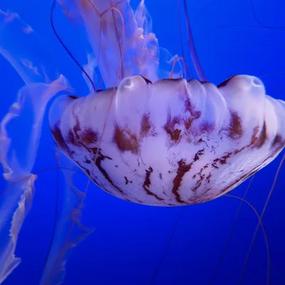 A close-up shot captures a purple-striped jellyfish floating in an aquarium tank against a solid blue background. Its translucent bell, patterned with reddish-brown stripes, is prominently displayed alongside its trailing tentacles.