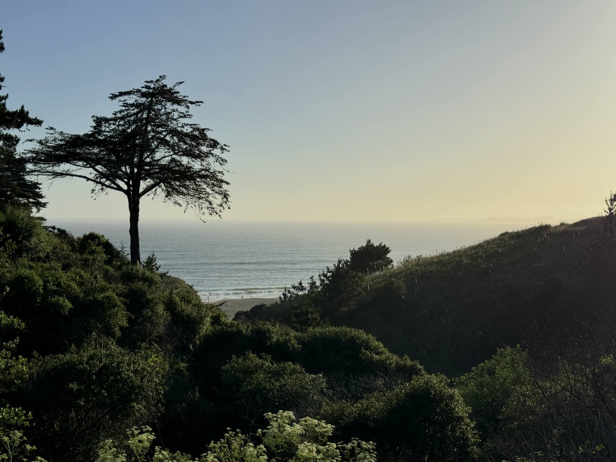 A lone, silhouetted tree stands on a lush, green hillside overlooking a calm ocean under a clear sky during sunset. The view is framed by dense vegetation in the foreground and rolling hills on either side, leading down to a distant sandy beach.