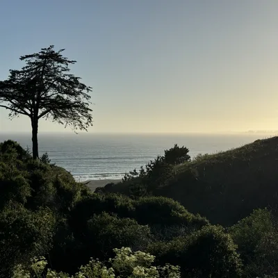 A lone, silhouetted tree stands on a lush, green hillside overlooking a calm ocean under a clear sky during sunset. The view is framed by dense vegetation in the foreground and rolling hills on either side, leading down to a distant sandy beach.