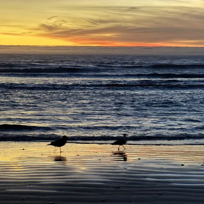 Two seagulls are silhouetted on a wet sandy beach as small waves roll in under a vibrant yellow and orange sunset sky.