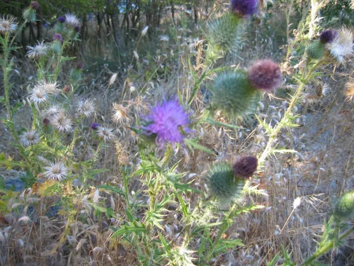 Photo 2 from Mount Baldy, 2003