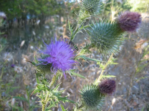 Photo 3 from Mount Baldy, 2003