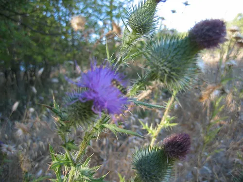 Photo 4 from Mount Baldy, 2003