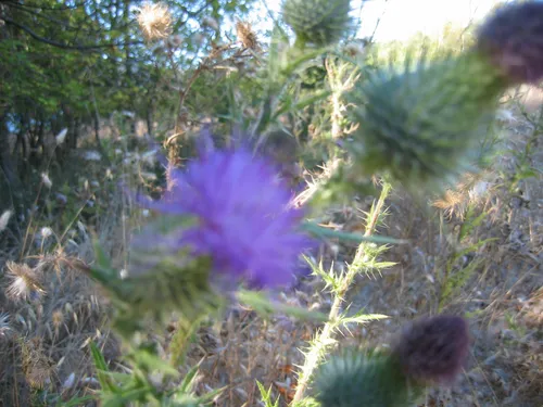 Photo 5 from Mount Baldy, 2003
