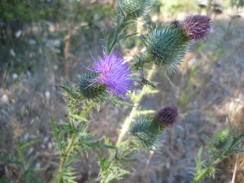 Photo 6 from Mount Baldy, 2003