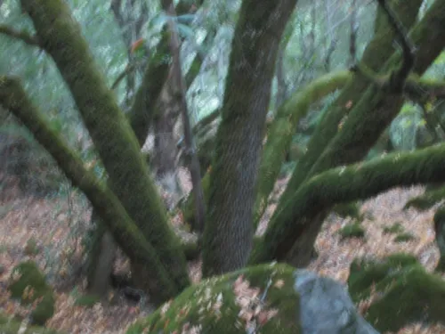 Photo 16 from Mount Baldy, 2003